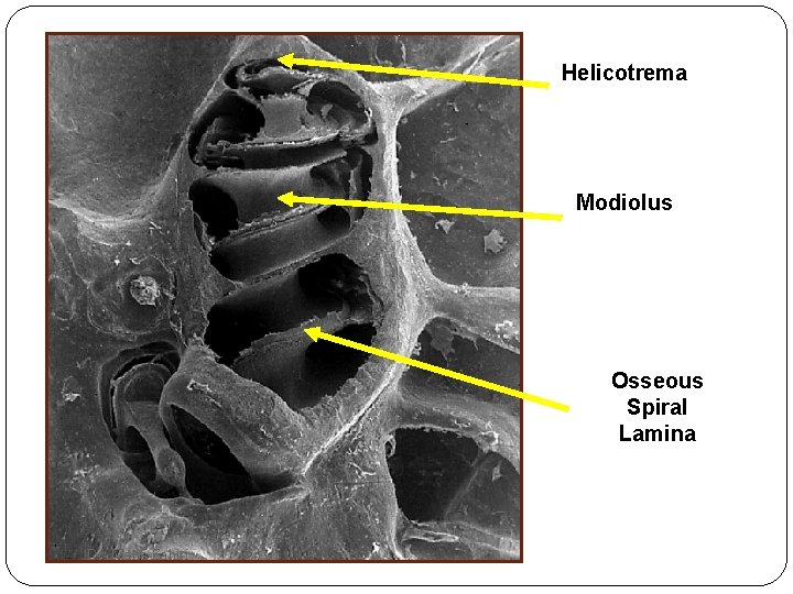 Helicotrema Modiolus Osseous Spiral Lamina Dr. Maria Zahiri 