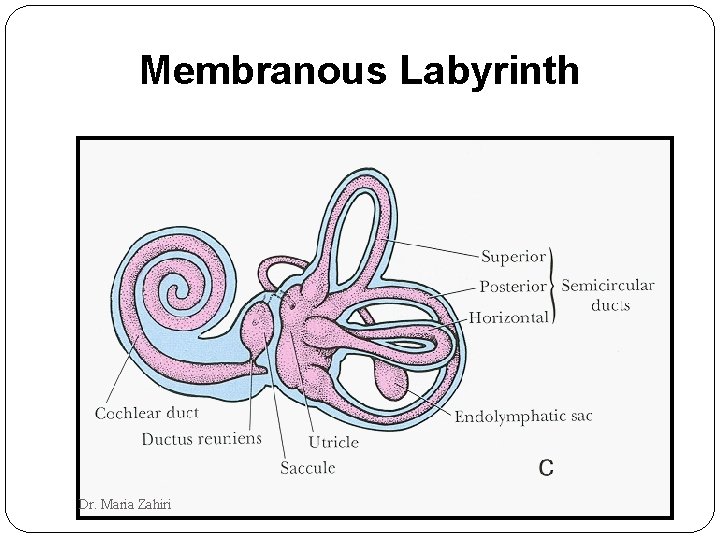 Membranous Labyrinth Dr. Maria Zahiri 