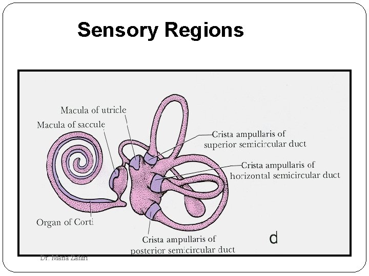 Sensory Regions Dr. Maria Zahiri 