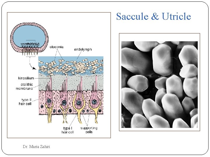 Saccule & Utricle Dr. Maria Zahiri 