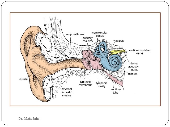 Dr. Maria Zahiri 