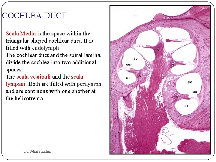 COCHLEA DUCT Scala Media is the space within the triangular shaped cochlear duct. It