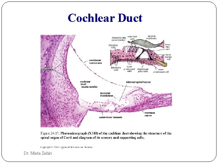 Cochlear Duct Dr. Maria Zahiri 