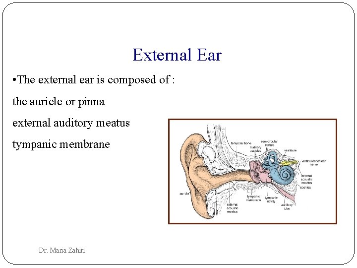 External Ear • The external ear is composed of : the auricle or pinna