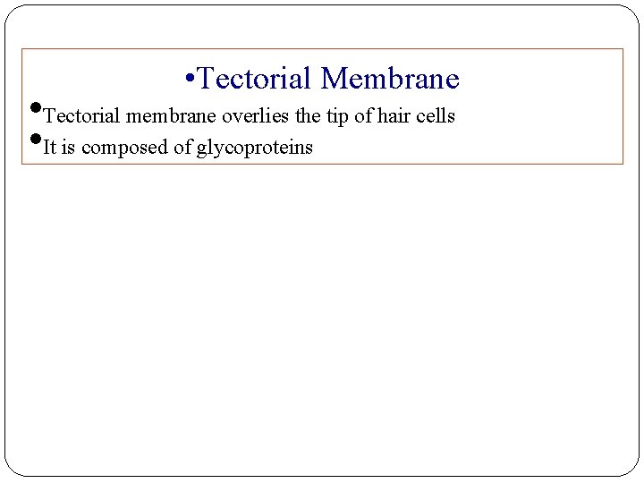  • Tectorial Membrane • Tectorial membrane overlies the tip of hair cells •