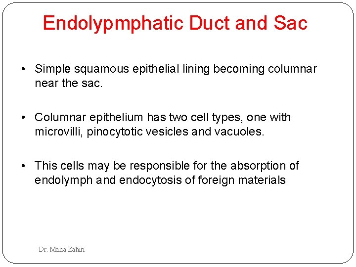 Endolypmphatic Duct and Sac • Simple squamous epithelial lining becoming columnar near the sac.