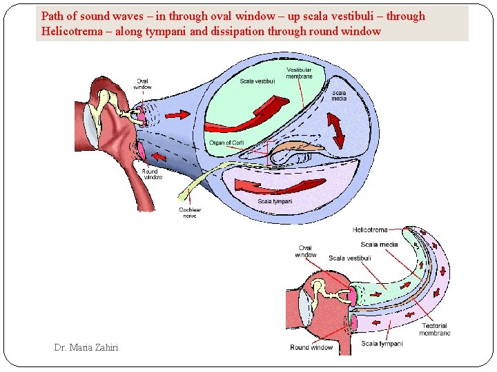 Path of sound waves – in through oval window – up scala vestibuli –