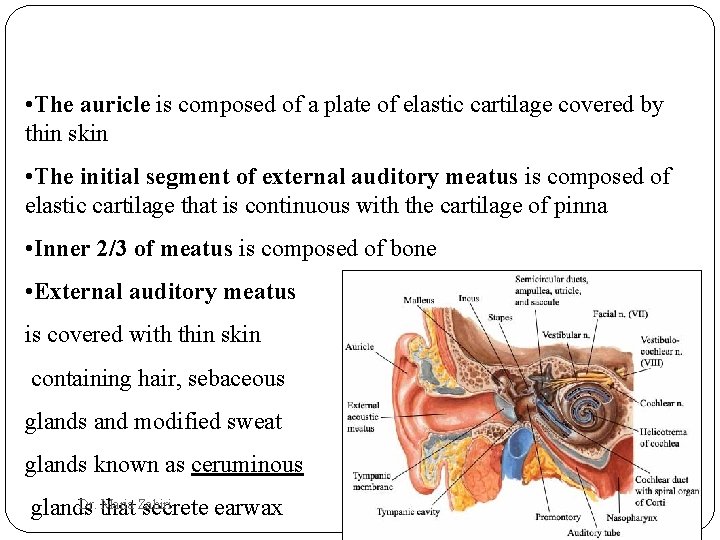  • The auricle is composed of a plate of elastic cartilage covered by