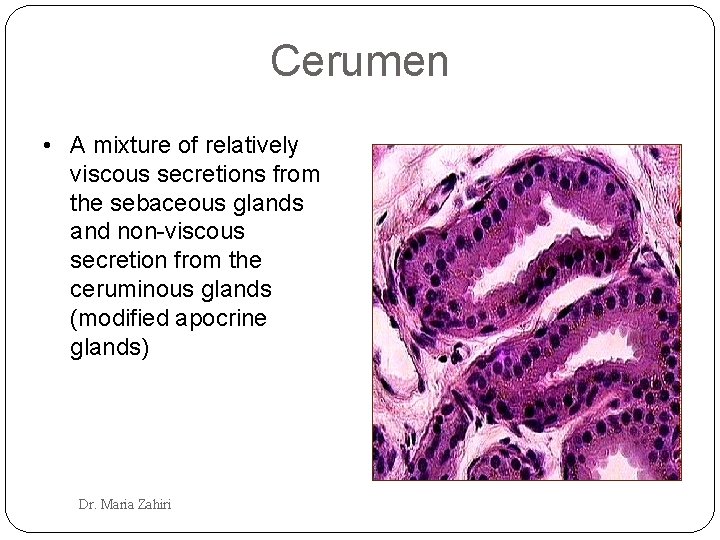 Cerumen • A mixture of relatively viscous secretions from the sebaceous glands and non-viscous