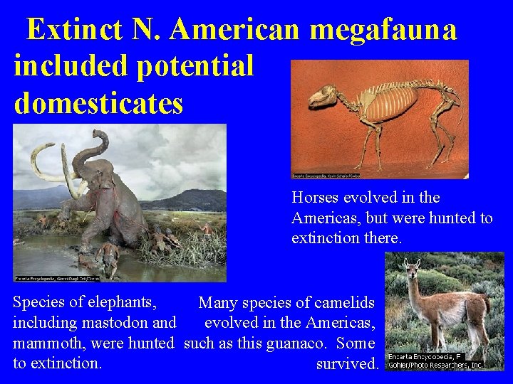 Extinct N. American megafauna included potential domesticates Horses evolved in the Americas, but were