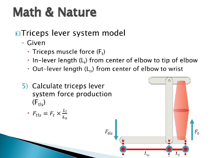 Geometric Analysis of Muscle Function Math Nature The