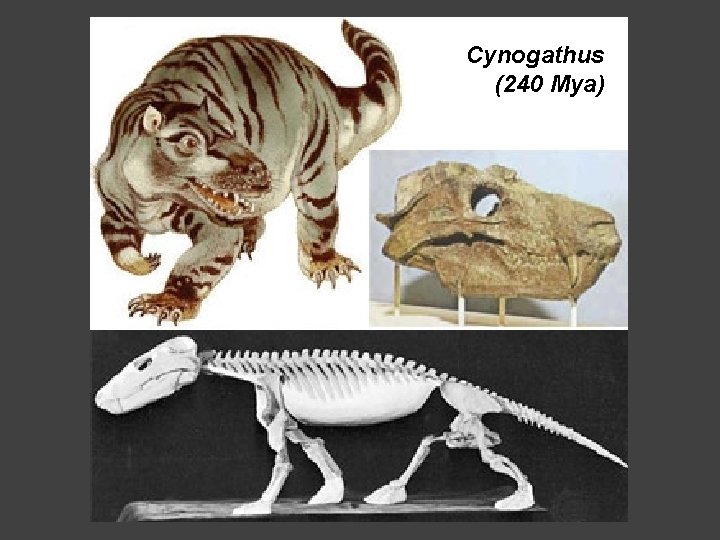 Cynogathus (240 Mya) 