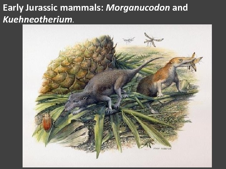 Early Jurassic mammals: Morganucodon and Kuehneotherium. 