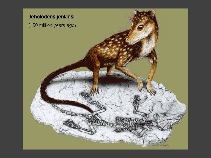 Jeholodens jenkinsi (150 million years ago) 