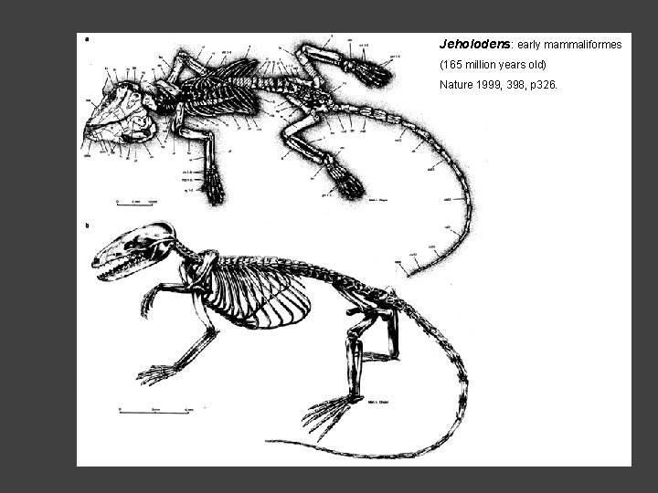 Jeholodens: early mammaliformes (165 million years old) Nature 1999, 398, p 326. 