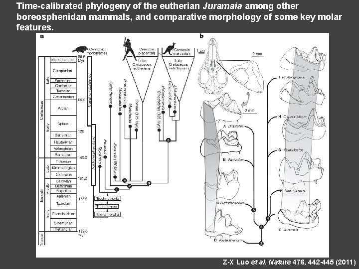 Time-calibrated phylogeny of the eutherian Juramaia among other boreosphenidan mammals, and comparative morphology of