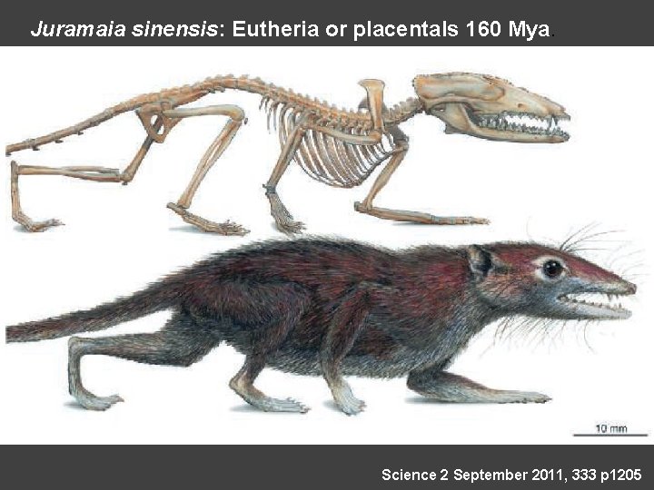 Juramaia sinensis: Eutheria or placentals 160 Mya. Science 2 September 2011, 333 p 1205