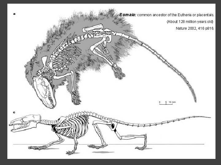 Eomaia: common ancestor of the Eutheria or placentals. (About 128 million years old) Nature