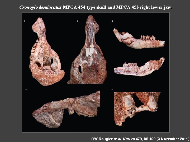 Cronopio dentiacutus MPCA 454 type skull and MPCA 453 right lower jaw. GW Rougier