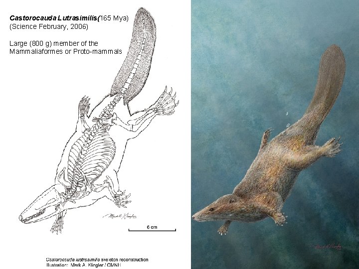 Castorocauda Lutrasimilis(165 Mya) (Science February, 2006) Large (800 g) member of the Mammaliaformes or