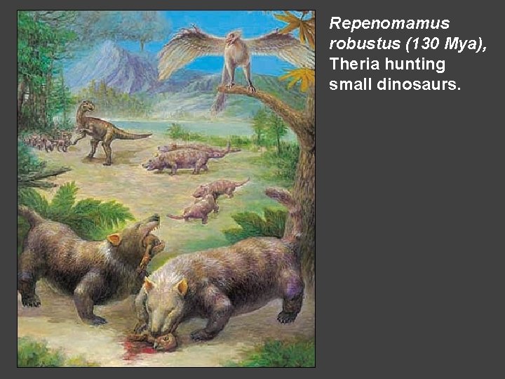 Repenomamus robustus (130 Mya), Theria hunting small dinosaurs. 