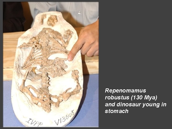 Repenomamus robustus (130 Mya) and dinosaur young in stomach 