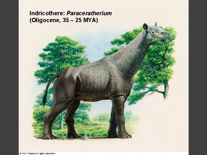 Indricothere: Paraceratherium (Oligocene, 35 – 25 MYA) 