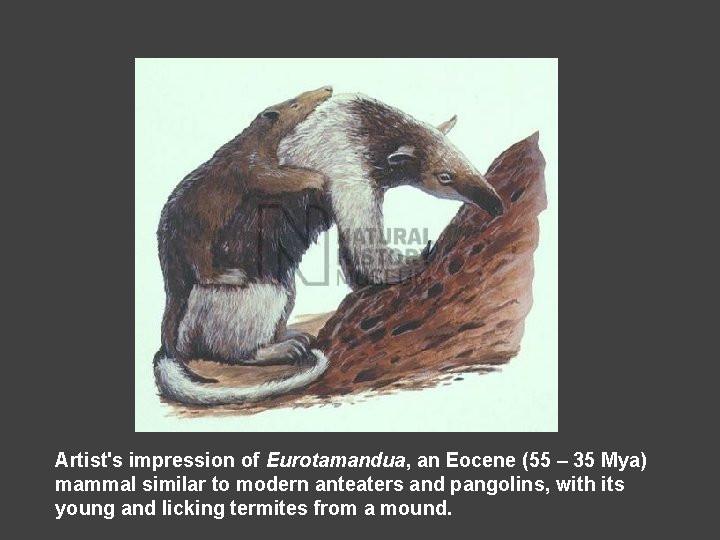 Artist's impression of Eurotamandua, an Eocene (55 – 35 Mya) mammal similar to modern