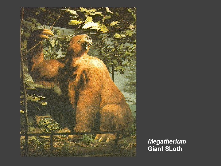 Megatherium Giant SLoth 