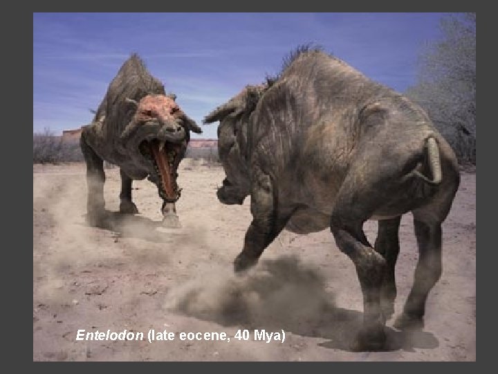 Entelodon (late eocene, 40 Mya) 