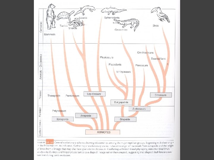 Euryapsids 