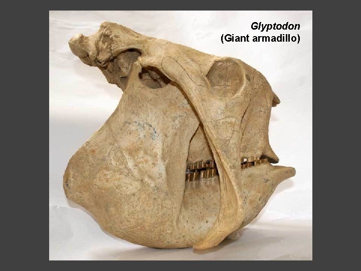 Glyptodon (Giant armadillo) 