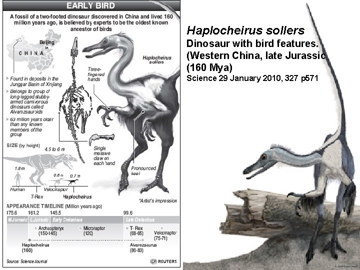 Haplocheirus sollers Dinosaur with bird features. (Western China, late Jurassic (160 Mya) Science 29