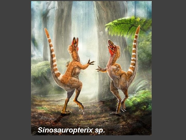 Sinosauropterix sp. 
