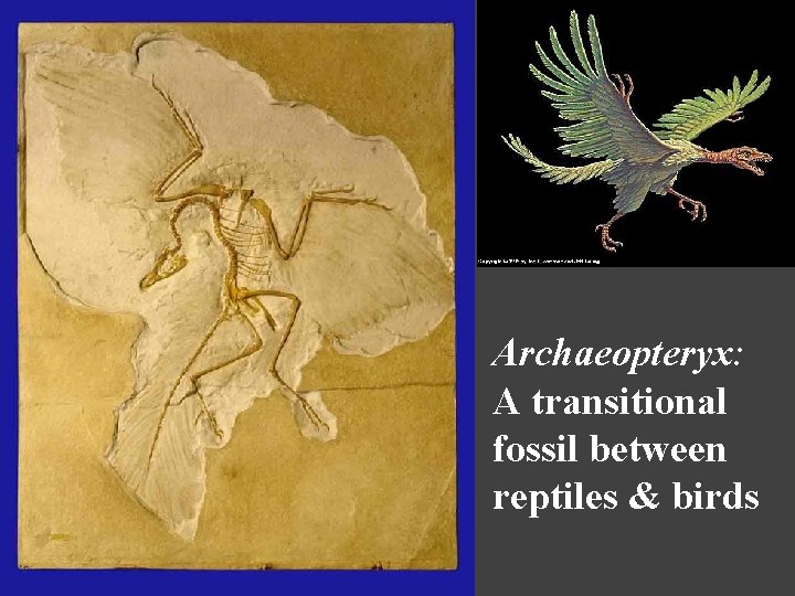 Archaeopteryx: A transitional fossil between reptiles & birds 