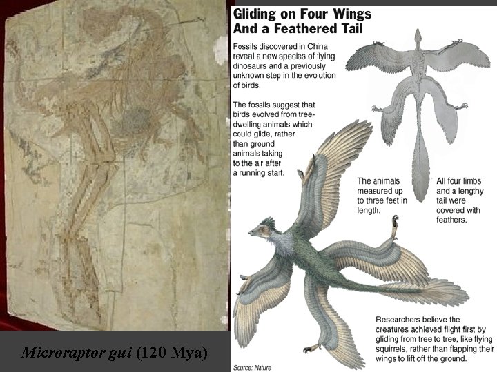 Microraptor gui (120 Mya) 