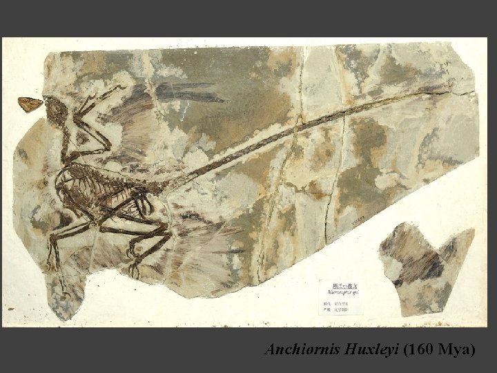 Anchiornis Huxleyi (160 Mya) 