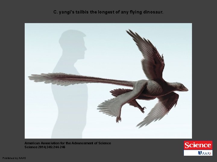 C. yangi's tailbis the longest of any flying dinosaur. American Association for the Advancement