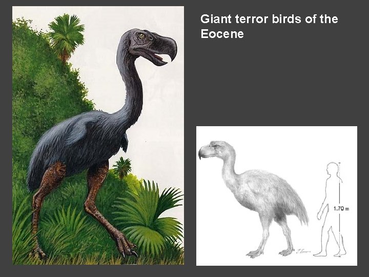 Giant terror birds of the Eocene 