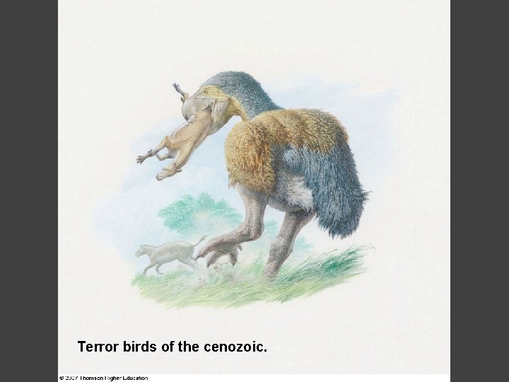 Terror birds of the cenozoic. 