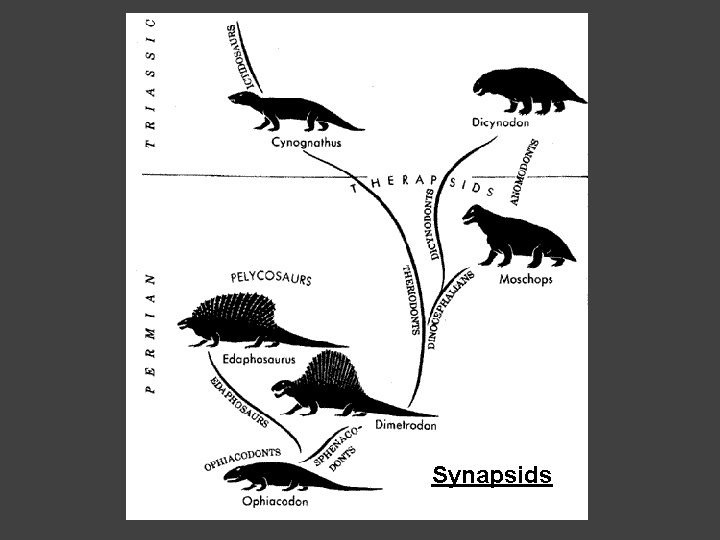 Synapsids 