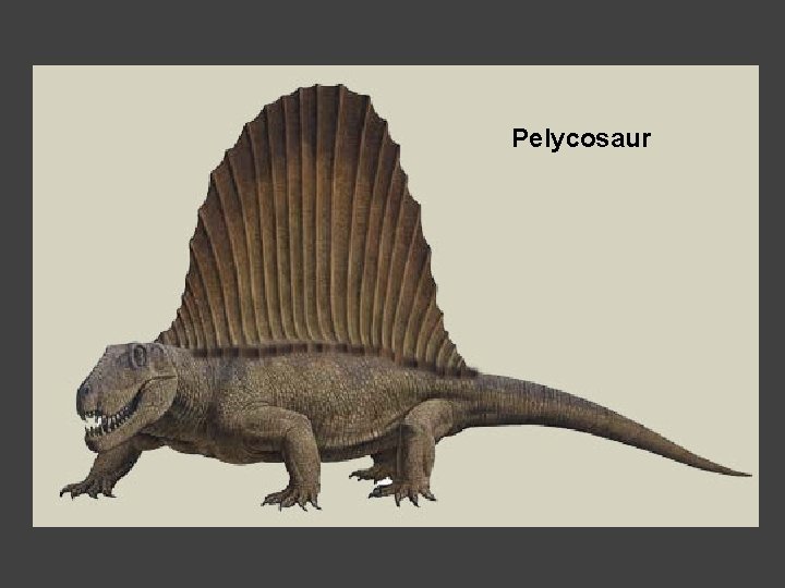 Pelycosaur 
