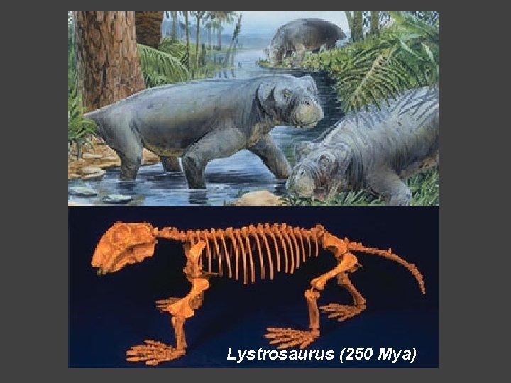 Lystrosaurus (250 Mya) 