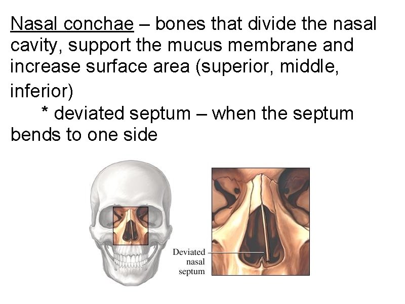 Nasal conchae – bones that divide the nasal cavity, support the mucus membrane and Nasal conchae – bones that divide the nasal cavity, support the mucus membrane and