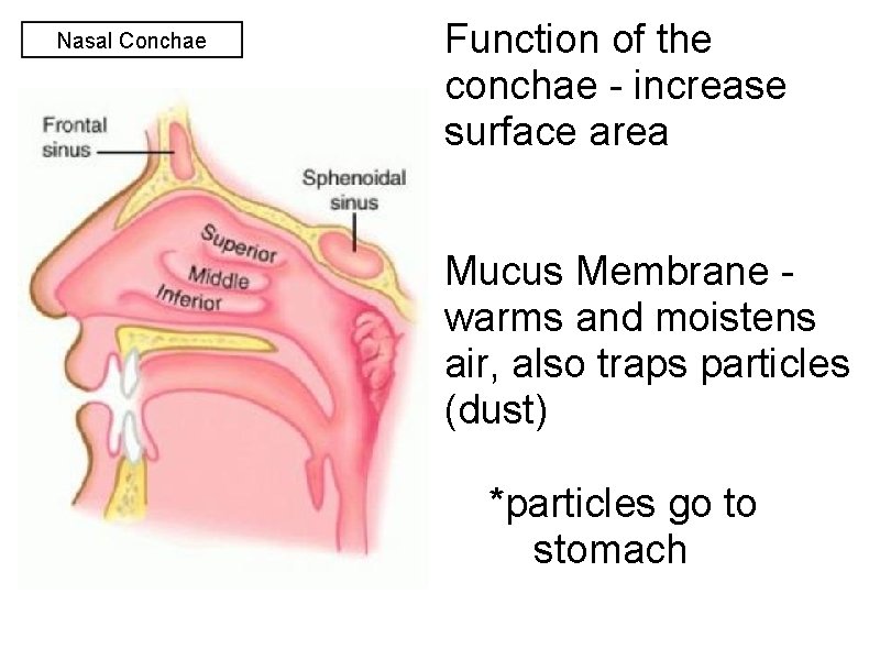 Nasal Conchae Function of the conchae - increase surface area Mucus Membrane warms and Nasal Conchae Function of the conchae - increase surface area Mucus Membrane warms and