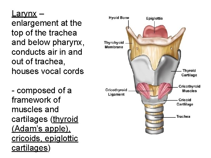 Larynx – enlargement at the top of the trachea and below pharynx, conducts air Larynx – enlargement at the top of the trachea and below pharynx, conducts air