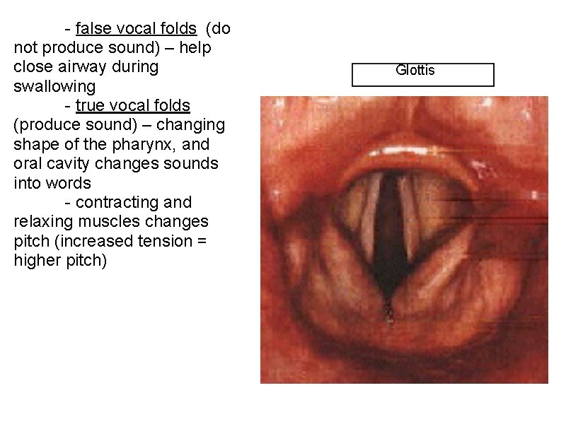 - false vocal folds (do not produce sound) – help close airway during swallowing - false vocal folds (do not produce sound) – help close airway during swallowing