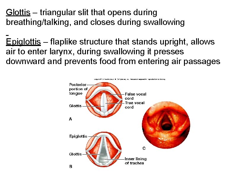 Glottis – triangular slit that opens during breathing/talking, and closes during swallowing Epiglottis – Glottis – triangular slit that opens during breathing/talking, and closes during swallowing Epiglottis –