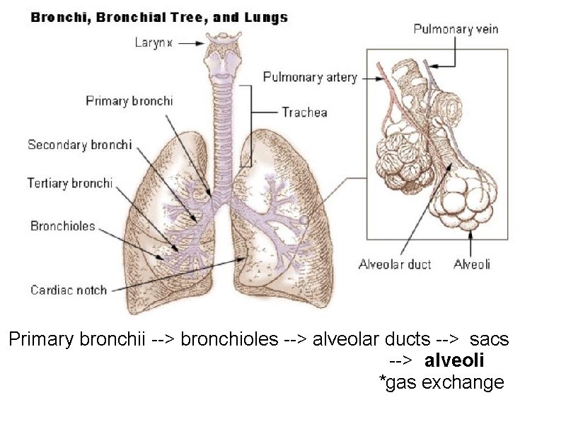 Primary bronchii --> bronchioles --> alveolar ducts --> sacs --> alveoli *gas exchange Primary bronchii --> bronchioles --> alveolar ducts --> sacs --> alveoli *gas exchange