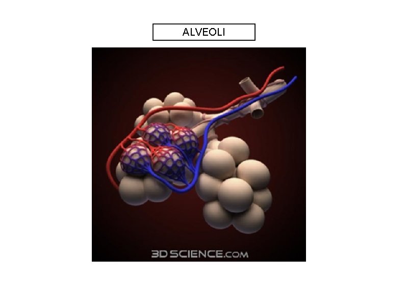 ALVEOLI ALVEOLI
